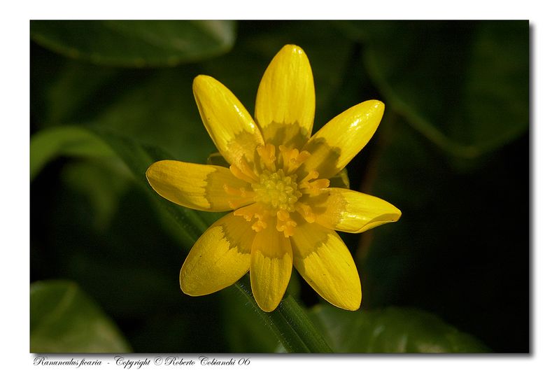 Fiori di primavera
